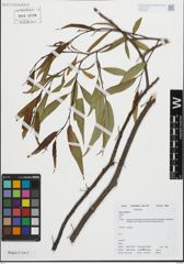Foto von Salix fragilis L.